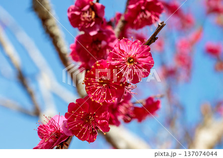 早春に咲く美しい梅の花　八重寒紅 137074044