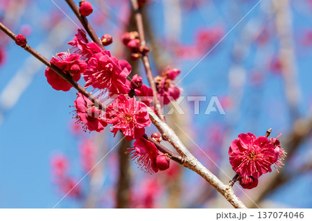 早春に咲く美しい梅の花　八重寒紅 137074046
