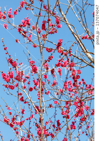 早春に咲く美しい梅の花　八重寒紅 137074047