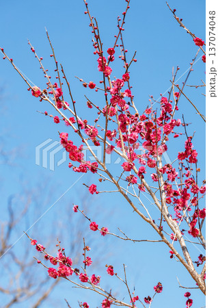 早春に咲く美しい梅の花 八重寒紅 早春に咲く美しい梅の花 八重寒紅 137074048