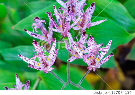 秋のガーデンに咲く美しいホトトギスの花 137074154
