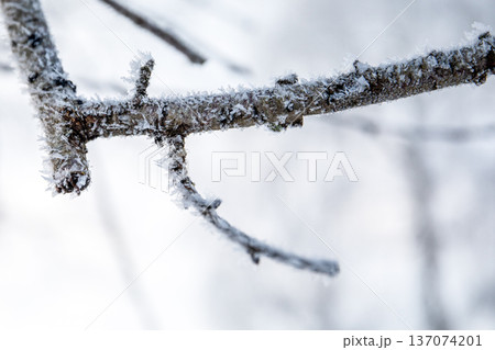 Frost On Fruit Tree Branch In Winter Garden During Cold Weather Frost On Fruit Tree Branch In Winter Garden During Cold Weather 137074201