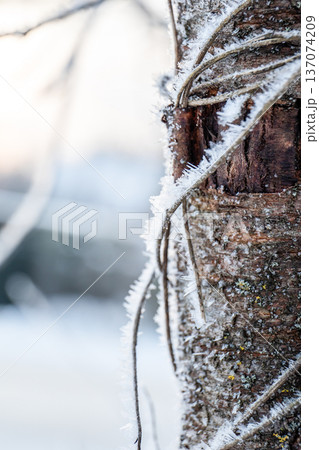 Frost Covered Fruit Tree Trunk In Winter Garden Close Up Frost Covered Fruit Tree Trunk In Winter Garden Close Up 137074209