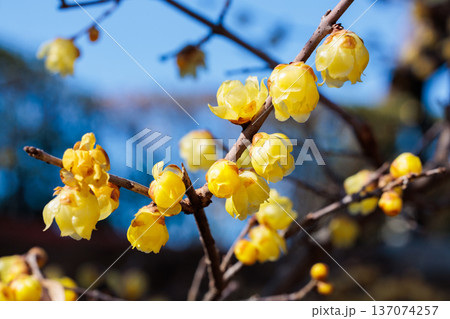 早春に咲く美しいロウバイの花 早春に咲く美しいロウバイの花 137074257