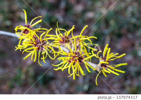 早春に咲く黄色い花のマンサク エンジェリー 137074317