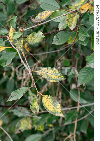 Plant leaves showing symptoms of disease, turning yellow with dark spots some tears on edges. Crop infections, agricultural problems Plant leaves showing symptoms of disease, turning yellow with dark spots some tears on edges. Crop infections, agricultural problems 137074364