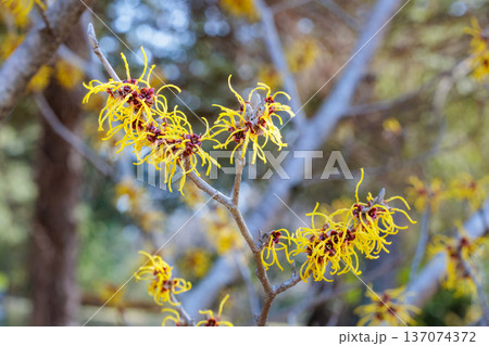 早春に咲く黄色い花のマンサク バームステッドゴールド 137074372