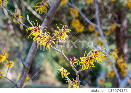 早春に咲く黄色い花のマンサク バームステッドゴールド 137074375