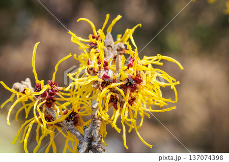 早春に咲く黄色い花のマンサク バームステッドゴールドの花のクローズアップ 137074398