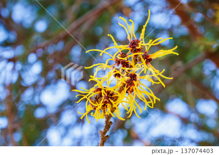 早春に咲く黄色い花のマンサク バームステッドゴールドの花のクローズアップ 137074403