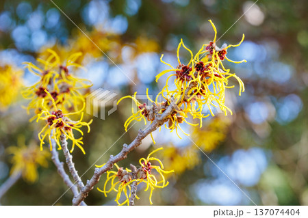早春に咲く黄色い花のマンサク バームステッドゴールドの花のクローズアップ 137074404