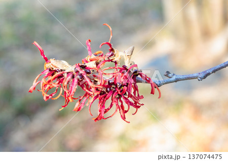 早春に咲く赤いい花のマンサク ディアン 137074475