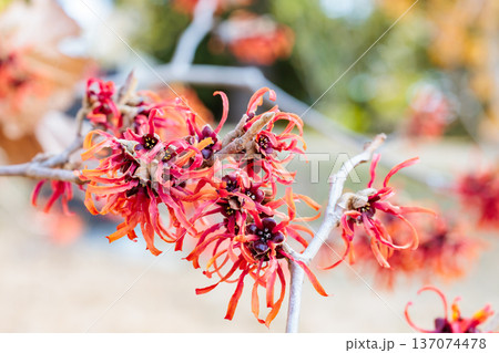 早春に咲く赤いい花のマンサク ディアン 137074478