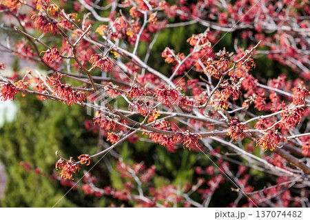 早春に咲く赤いい花のマンサク ディアン 137074482