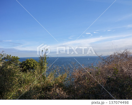 神奈川県立観音崎公園の冬 137074498