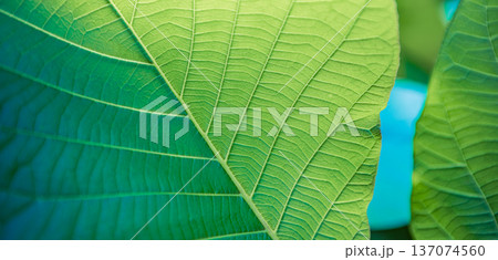 Beautiful Green Leaf Macro with Spring Summer Nature Closeup Pattern for Fresh Organic Wellness Background Beautiful Green Leaf Macro with Spring Summer Nature Closeup Pattern for Fresh Organic Wellness Background 137074560