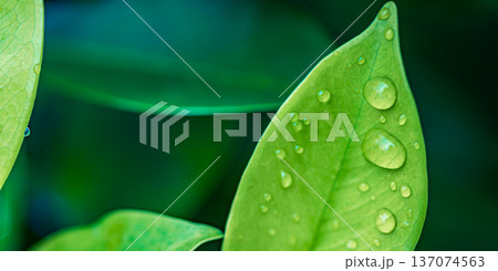 Tranquil Nature Background of Green Leaves with Rain Drops for Biophilic Design and Serene Interior Art 137074563