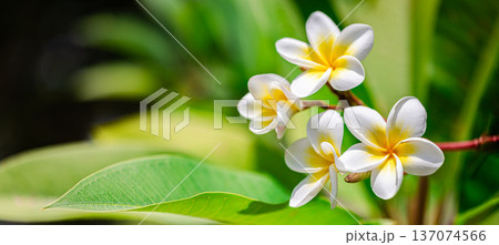 Harmonious Yellow White Plumeria on Sunny Tropical Foliage for Biophilic Nature Design and Wellness Background Harmonious Yellow White Plumeria on Sunny Tropical Foliage for Biophilic Nature Design and Wellness Background 137074566