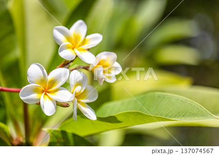 Thriving Yellow Plumeria Flowers in Tropical Sunny Garden with Lush Foliage for Idyllic Hospitality Background Thriving Yellow Plumeria Flowers in Tropical Sunny Garden with Lush Foliage for Idyllic Hospitality Background 137074567