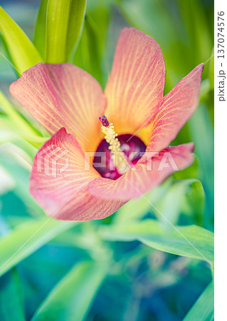 Vibrant Tropical Flora Closeup with Soft Green Leaves for Biodiversity Awareness and Nature Ecology Concept Vibrant Tropical Flora Closeup with Soft Green Leaves for Biodiversity Awareness and Nature Ecology Concept 137074576