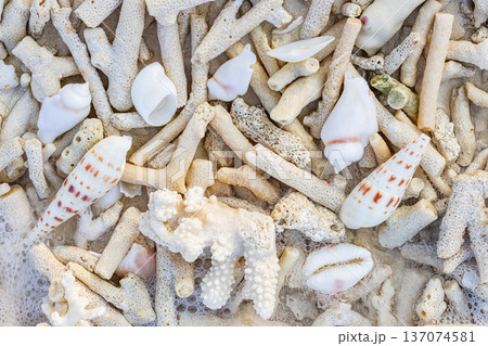 Ocean Ecology Closeup of Dry Corals and Shells Top View Tropical Natural Background for Marine Life Concept Ocean Ecology Closeup of Dry Corals and Shells Top View Tropical Natural Background for Marine Life Concept 137074581