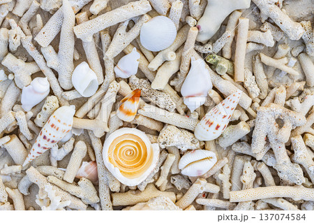 Ocean Ecology of Bleached Dry Corals and Shells Top View Natural Tropical Background Climate Change 137074584