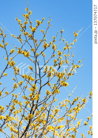 早春に咲く黄色い花のシナマンサクの花 137074717