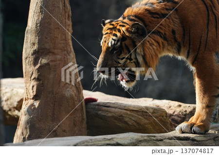 スマトラトラの迫力ある横姿 スマトラトラの迫力ある横姿 137074817