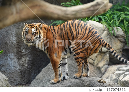 佇むスマトラトラ 佇むスマトラトラ 137074831