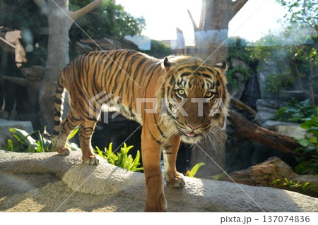 ゆっくり歩くスマトラトラ 137074836