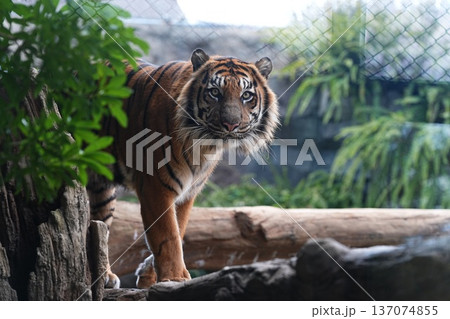 顔を出すスマトラトラ 137074855