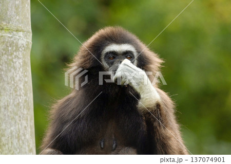 lar gibbon white-handed gibbon, an endangered primate in the gibbon family lar gibbon white-handed gibbon, an endangered primate in the gibbon family 137074901