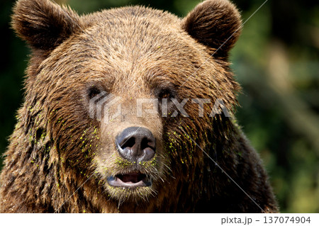 Wild brown bear ,ursus arctos 137074904