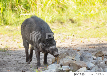 Big adult boar of Visayan warty pig Sus cebifrons 137074907