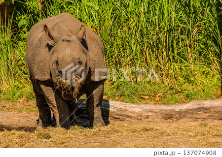 portrait of an adult rhinoceros on a sunny day in selective focus. 137074908