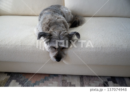 Sleepy small dog resting on sofa in cozy minimalist home interior 137074948
