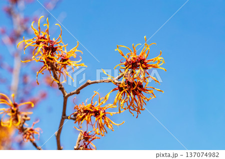 早春に咲く黄色い花のマンサク イェレナ 137074982