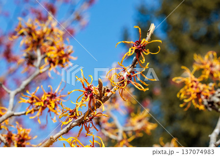 早春に咲く黄色い花のマンサク イェレナ 137074983