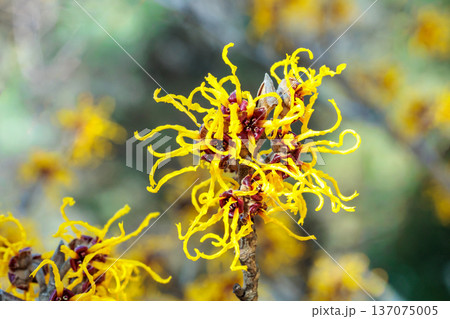 早春の森林で咲く黄色い花のマンサク ニナの花のクローズアップ 137075005