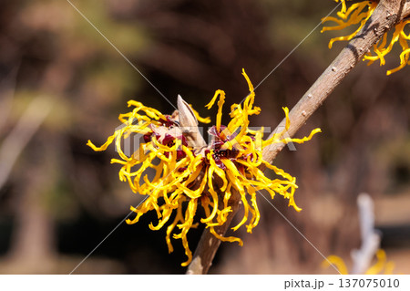 早春の森林で咲く黄色い花のマンサク ニナの花のクローズアップ 137075010