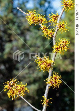 早春に咲く黄色い花のマンサク ニナ 137075026