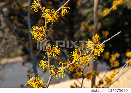 早春に咲く黄色い花のマンサク ニナ 137075029