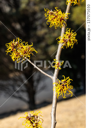 早春に咲く黄色い花のマンサク ニナ 137075030
