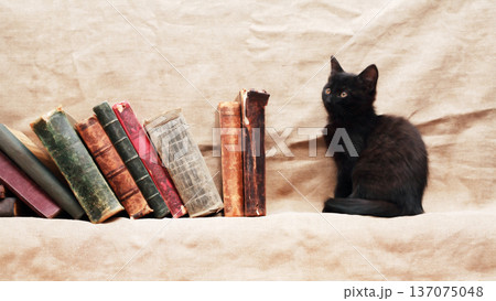 Kitten And Books 137075048