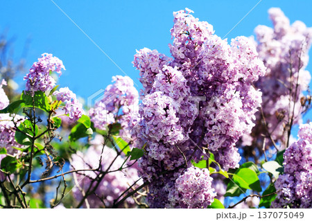 Blooming Lilac Blooming Lilac 137075049