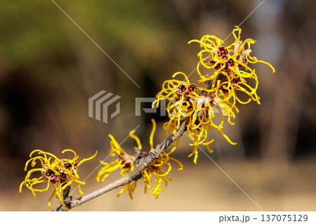 早春に咲く黄色い花のマンサク ヴェスナ 137075129