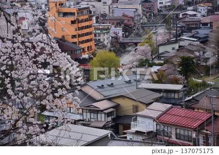 日本の岐阜県の高山市 中心部の中橋方面の美しい町並み 満開の桜と宮川と新旧の家 城山公園から見た眺め 日本の岐阜県の高山市 中心部の中橋方面の美しい町並み 満開の桜と宮川と新旧の家 城山公園から見た眺め 137075175
