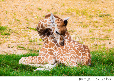 family of Giraffe Giraffa camelopardalis,with a baby. sticking out blue tongue 137075195