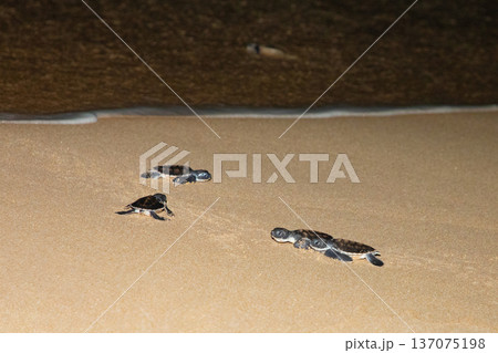 baby sea turtle goes to the water, towards ocean 137075198