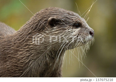 Asian small clawed otter Amblonyx cinerea, small clawed otter Asian small clawed otter Amblonyx cinerea, small clawed otter 137075210